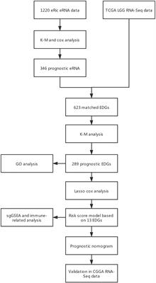 Development and Validation of a Novel Prognostic Model for Lower-Grade Glioma Based on Enhancer RNA-Regulated Prognostic Genes